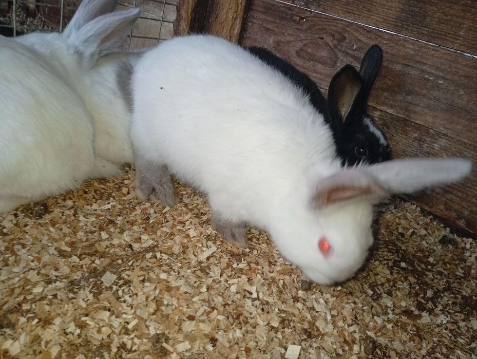 Кролики Краматорск