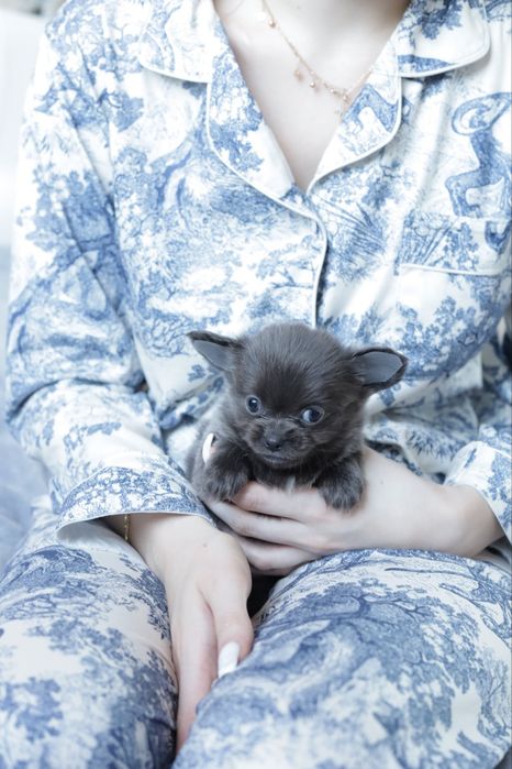 Chihuahua FCI dziewczynka