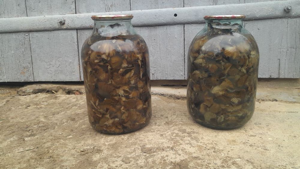 Опеньки та підосичник