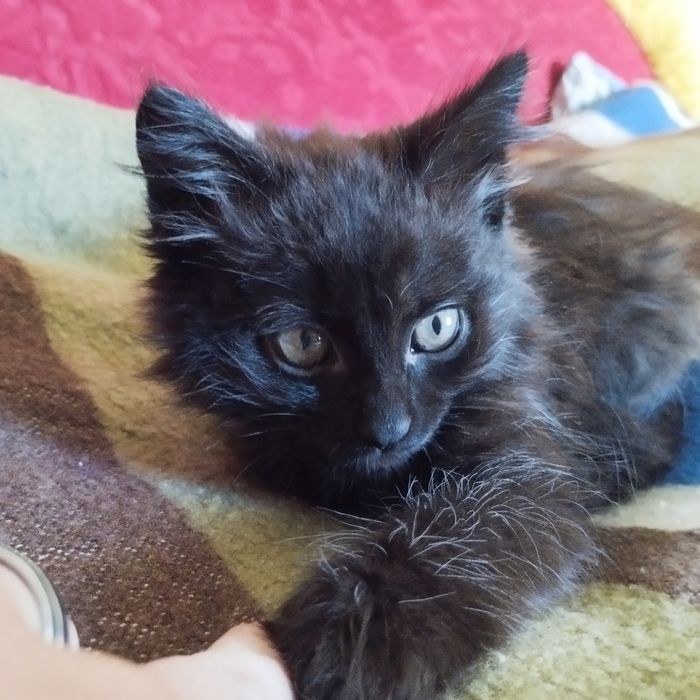 Віддам кошенят в хороші руки