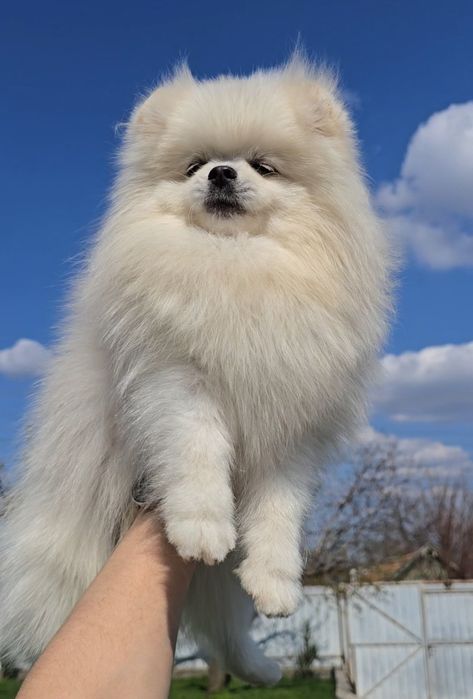 Ціни різні. Неймовірні хлопчики та дівчатка.