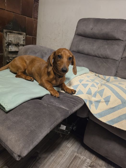 Jamnik Rudy w łatki