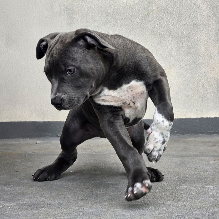 American Bully XL/XXL