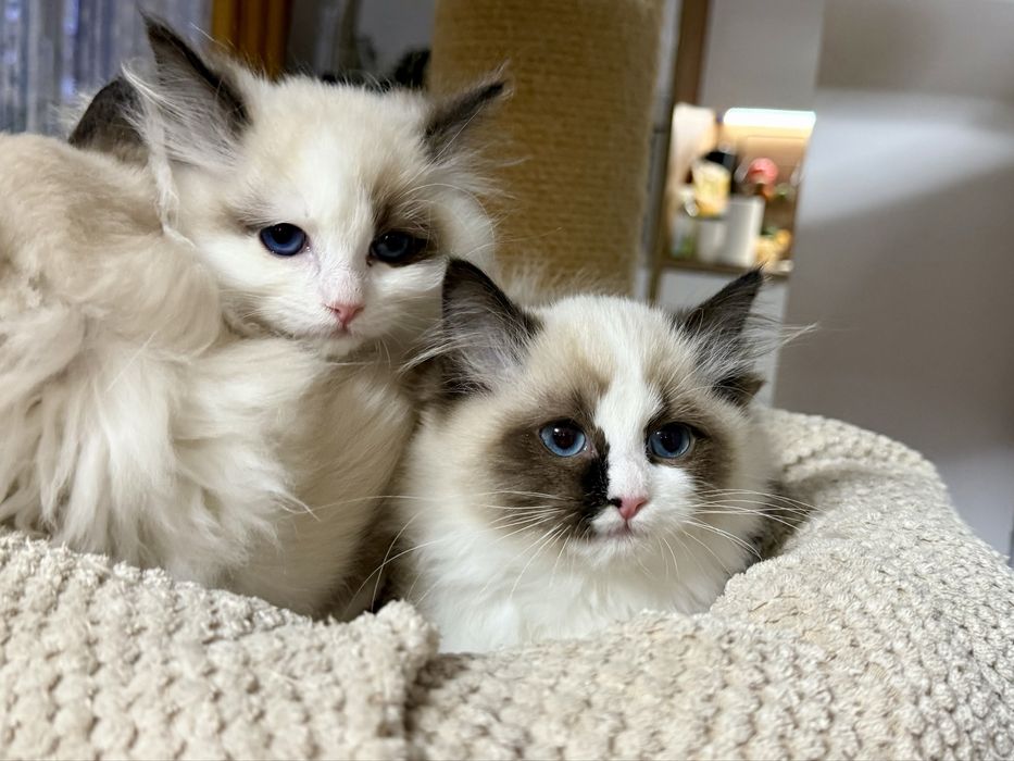 Kotka Ragdoll z rodowodem FPL