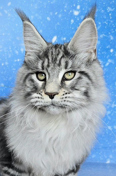 Котёнок мейн-куна Бегемот