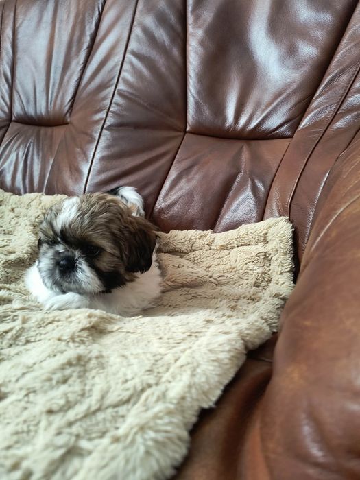 Szczeniak razy Shih Tzu