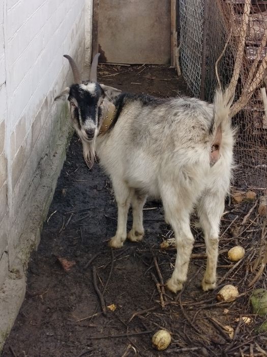 Продам коз Зоонинские