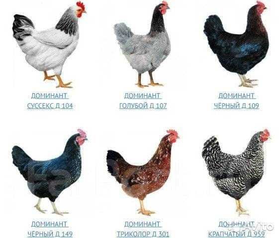 Доминант несушка (курочка)
