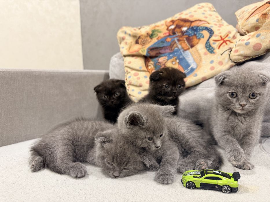 Продам шотландських кошенят.