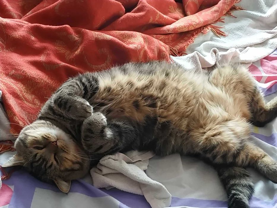 Отдам в хорошие руки