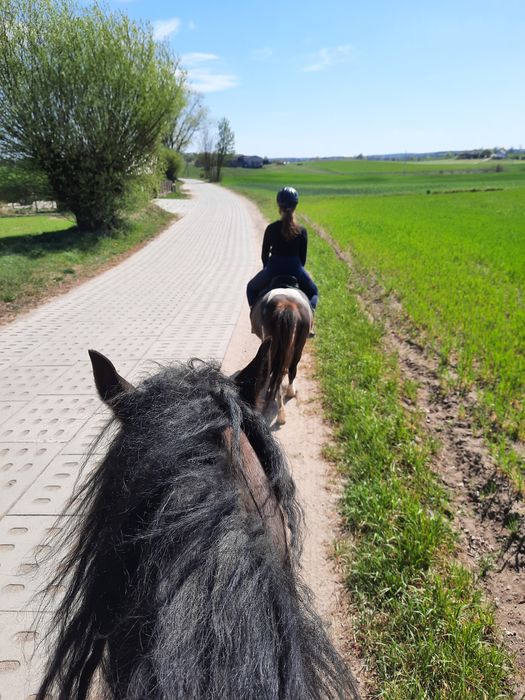 Sprzedam klacz zimnokwistą