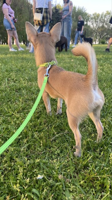 Вʼязка чіхуахуа міні, 2кг