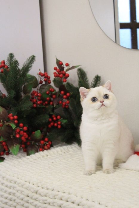 Британская шиншилла