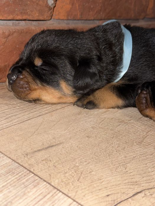 Rottweiler ZKwP/FCI