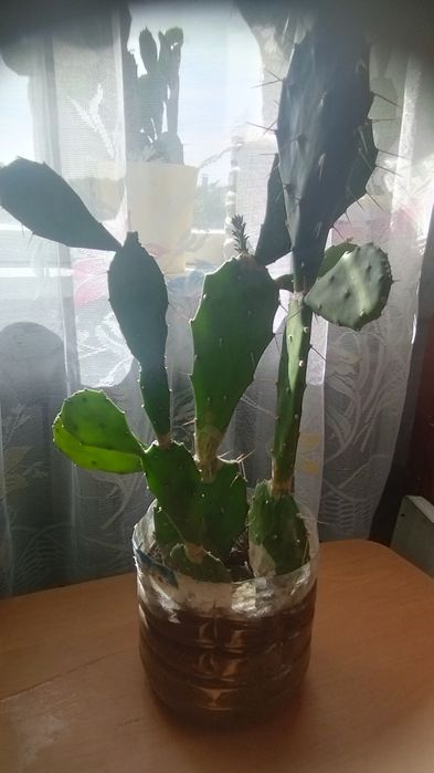 Продам кактус опунція