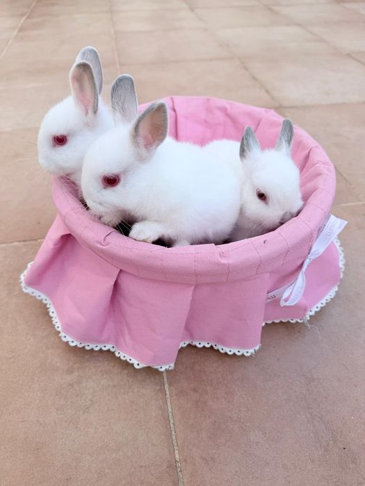 Coelhos anões bebés brancos e cinza