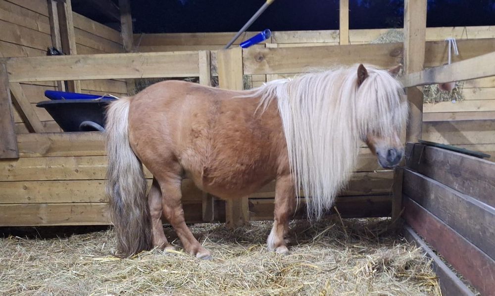 Miniaturowy koń mini klacz kuc