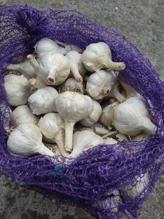 Продам  чеснок .