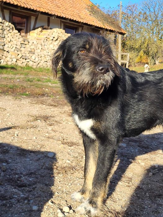 Nepal szuka domu, wspaniały, mądry szczeniak