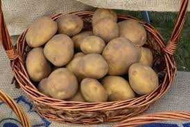 Ziemniaki Melodia, Gala, Tajfun, Bellarosa. Sprzedaż jedynie wysyłkowa