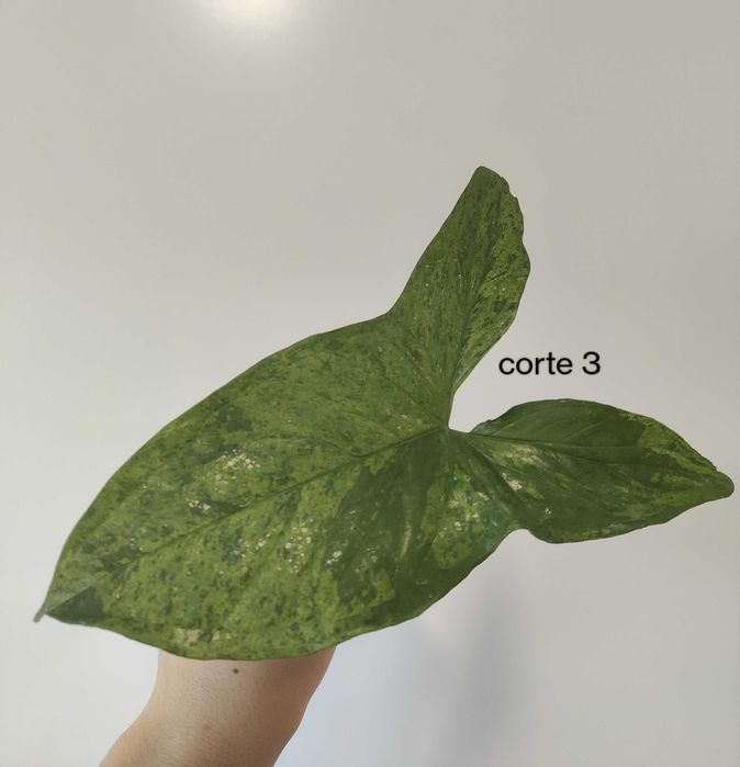 Syngonium mojito (fresh cuttings)