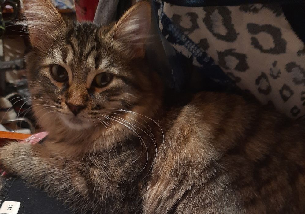 Бобтейл дівчинка мраморна 6 міс.