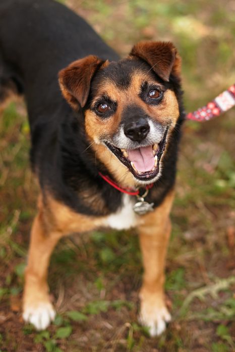 Маленькі врятовані песики з Мирнограда!