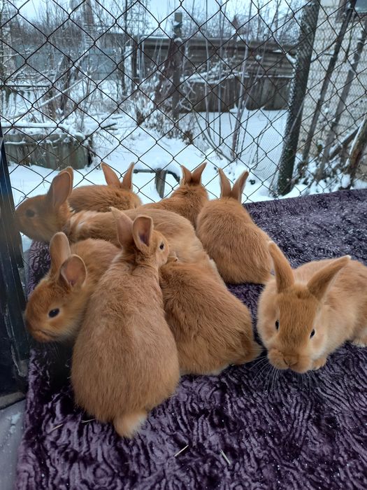 Продам кроликов породы Бургундия