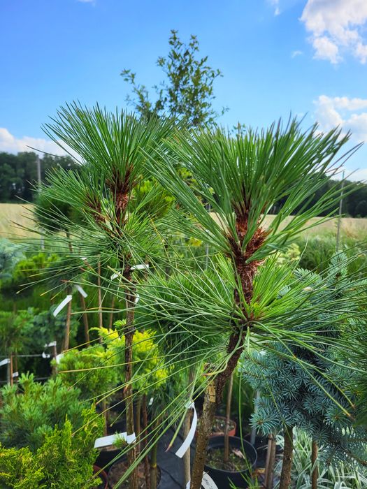 Drzewka na pniu, tuje formowane, sosny na pniu PROMOCJA.
