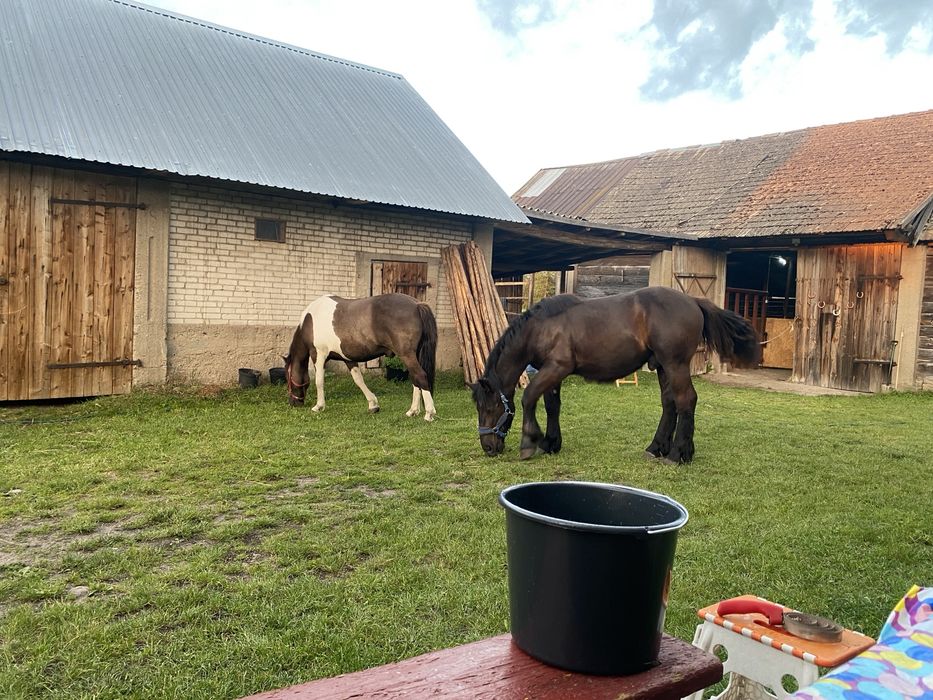 Sprzedam lub zamienie Hucuł