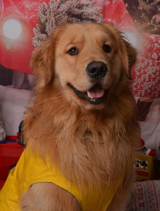 Golden retriever zkwp fci  w typie  Amerykańskim