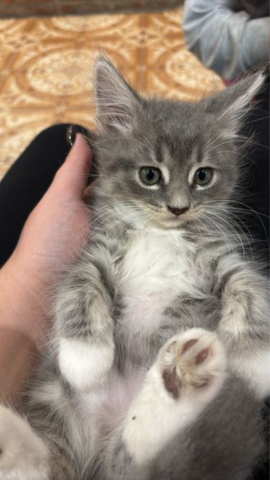Віддам котиків в добрі руки