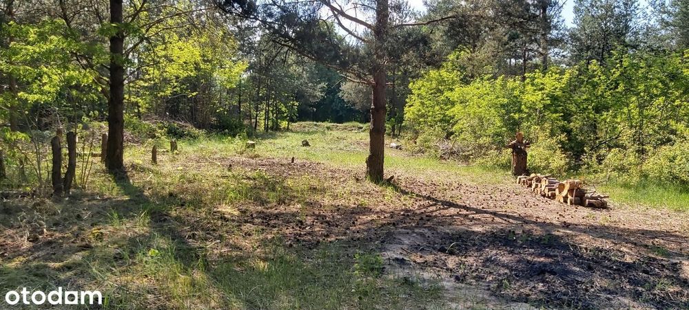 Puszcza Notecka Tanie działki budowlane bezpośrednio 50km od Poznania