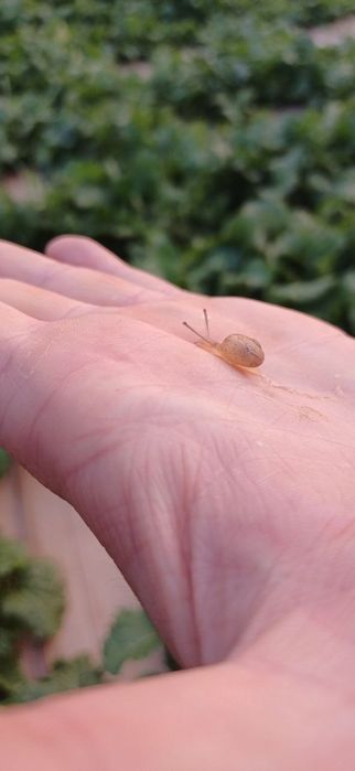 Мальок равлика Helix aspersa muller (мюллер) на 26 рік