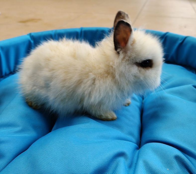 Króliczki karzełki, miniaturki i baranki