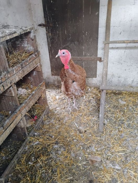 Sprzedam lub zamienię