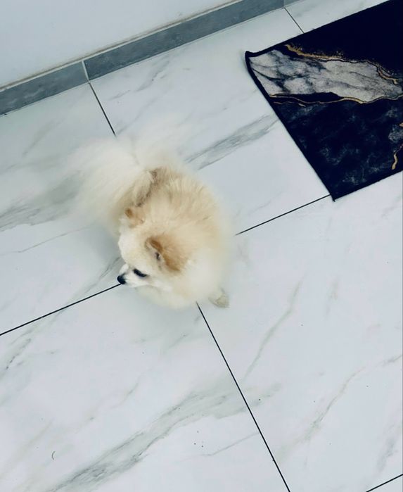 **Beza** Szpic miniaturowy, pomeranian