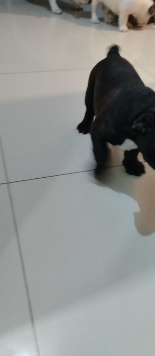 Bulldog francês branco malhado