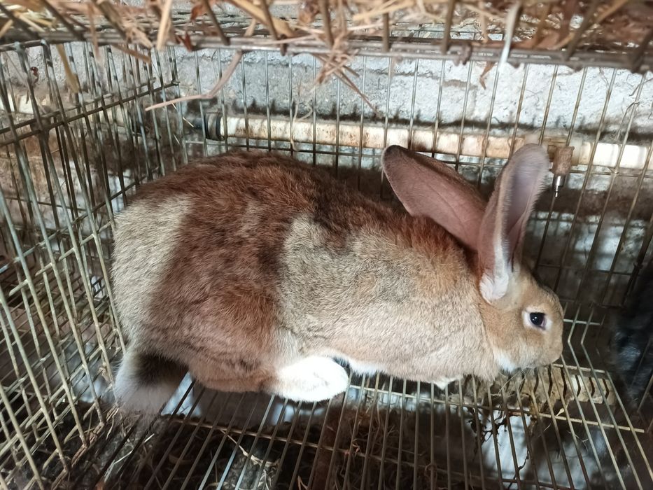 Macho Gigante Espanhol