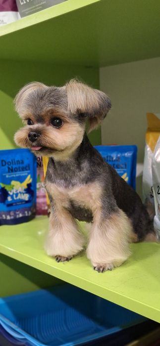 Стрижка собак/груминг