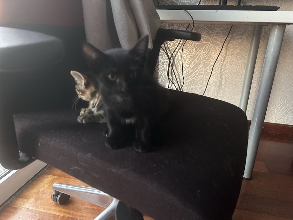Gatinhos  para doação
