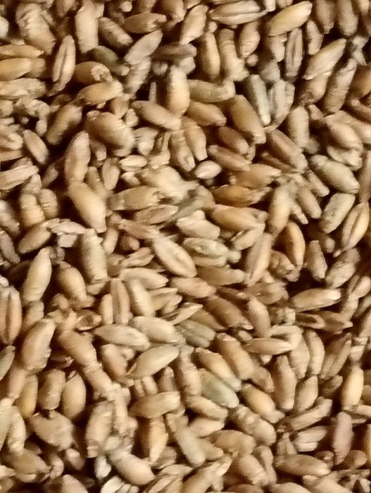 Sprzedam owies i pszenżyto oraz żyto jare