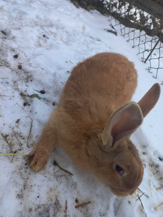 Кролики 3 місяця