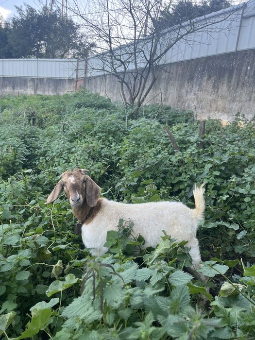 Cabra pura Boer 10 meses