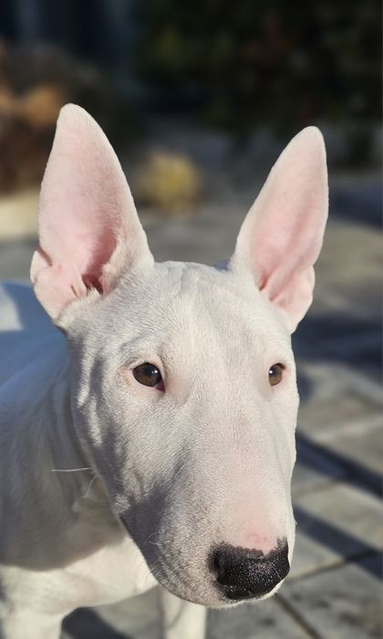 PREZES bulterier miniaturowy