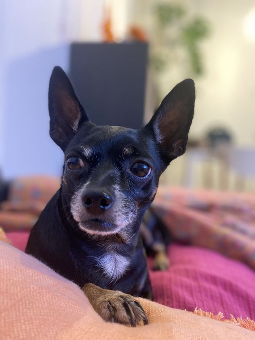 Pet Sitting e Dog Walking