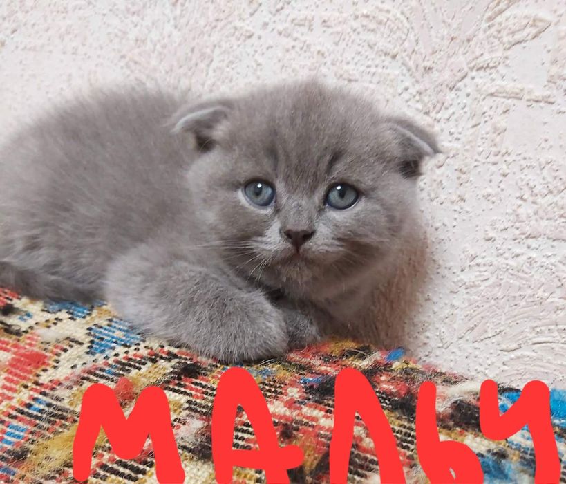 Плюшки-вислоушки)