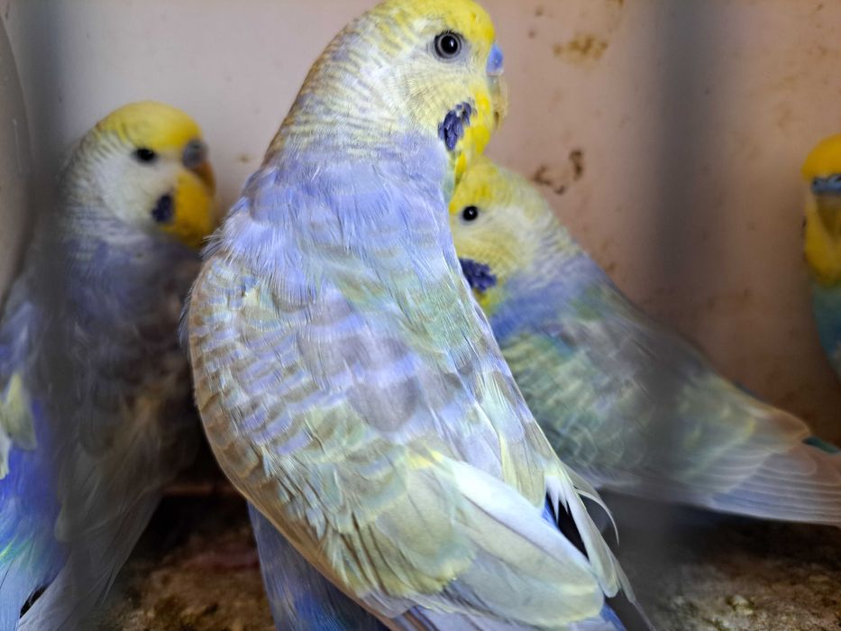 Papugi faliste tęczowe