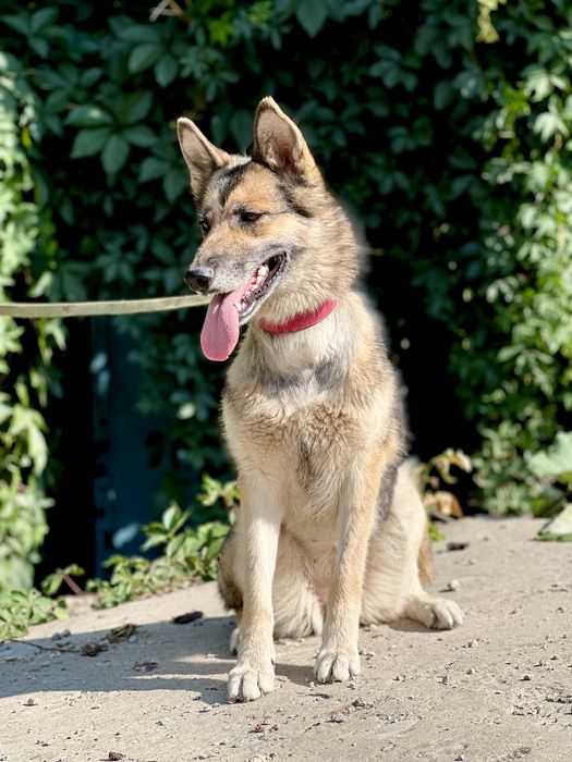 Лали ищет семью