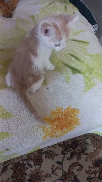 Віддам кошеня в добрі руки